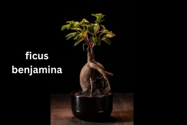 ficus benjamina