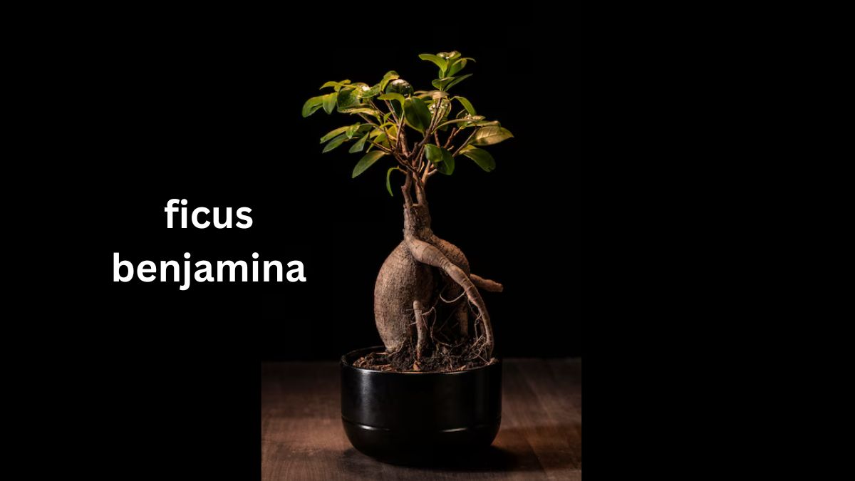 ficus benjamina