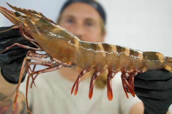 tiger shrimp