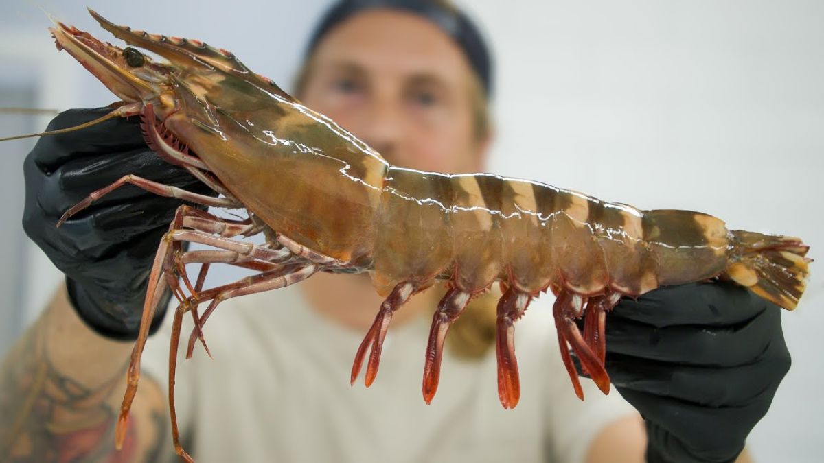 tiger shrimp